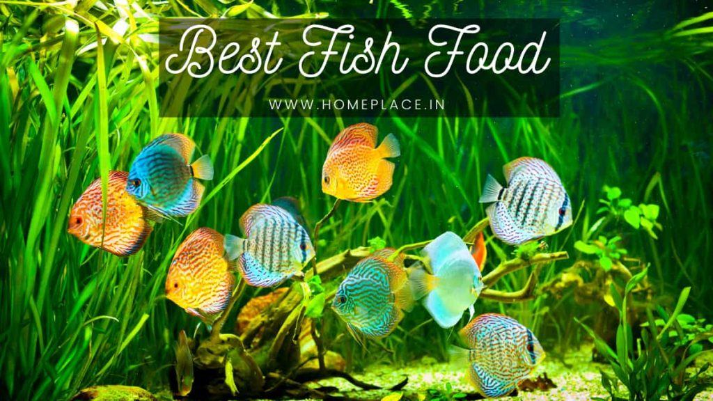 best fish frood brand in India